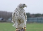  Les Oiseaux